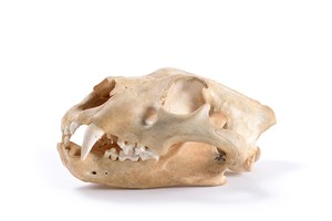 Image description is not available for 1997.1.29